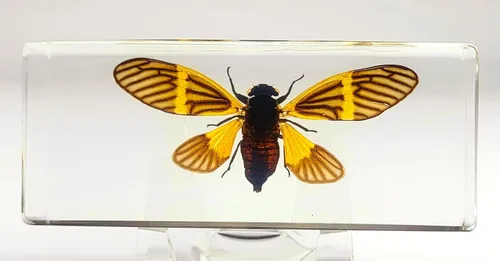 Miniatura 12 de 44mm Escorpión real asiático gigante en resina de lucite transparente cristal, especímenes de artesanía, insectos de animales varios, colección