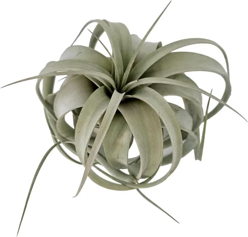Miniatura 4 de Tillandsia Air Plant Xerographica - Planta de interior exótica grande - Garantía de 30 días (pequeña)