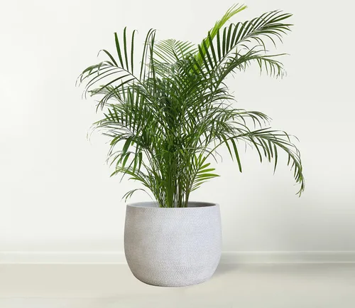 Miniatura 5 de Olly & Rose Barcelona Maceta de Cerámica Grande 25cm 10 Pulgadas - Macetas de Flores Gris Claro Blanco Claro - Macetas para Interior y Exterior
