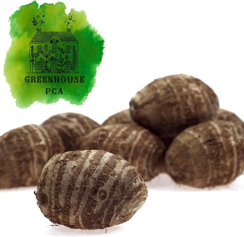 Ready 2 Grow 6 Bombillas Vivas Colocasia Esculenta Elefante Oreja Taro Gabi Kalo Eddo por Greenhouse PCA