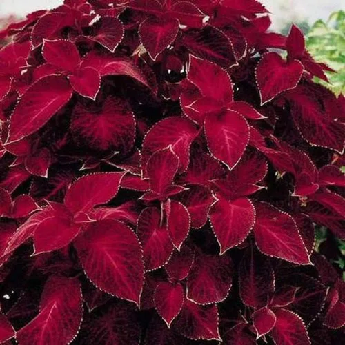 Miniatura 7 de Outsidepride Wizard Velvet Red Coleus Semillas para plantar – 200 piezas anuales, compactas y fáciles de cultivar, semillas de flores con follaje