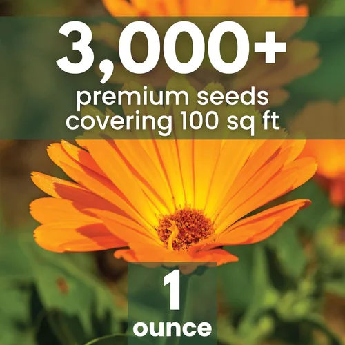 Miniatura 2 de Calendula Pacific Beauty - Paquete grande de 1 onza - 3,000 semillas de flores para plantar - Calendula officinalis