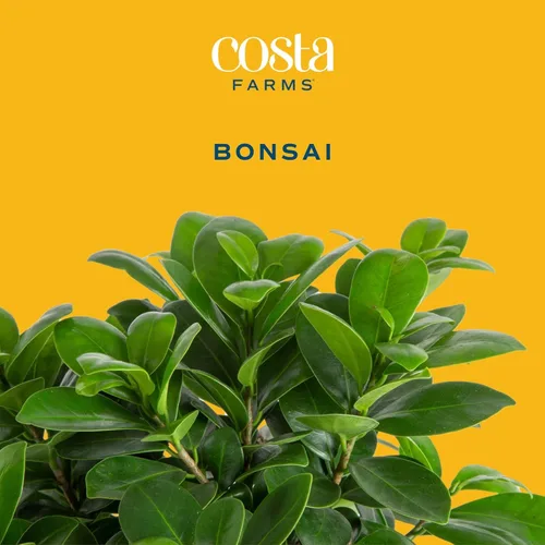 Miniatura 2 de Costa Farms - Kit de árbol bonsái vivo, incluye herramientas de bonsái, mezcla de tierra, maceta, arte y manualidades para niños y adultos, Kit
