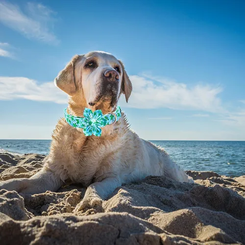 Miniatura 5 de Lionheart glory Collar de perro con flor, collar de perro azul con flores, collar de verano para perro niño o niña, suave, duradero, ajustable