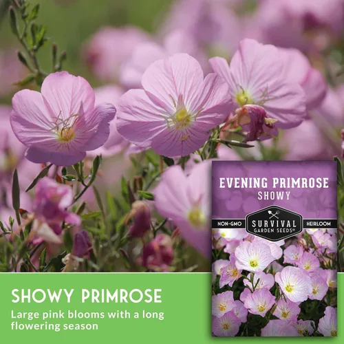 Miniatura 5 de Semillas de onagra llamativas para plantar, 1 paquete con instrucciones para plantar y cultivar Pinkladies en el jardín de flores de tu hogar
