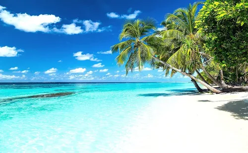 Miniatura 2 de Reyhui - Papel tapiz con imagen de palmera, paraíso tropical, playa, paisaje marino, para paredes de dormitorio, sala de estar, fondo de televisión