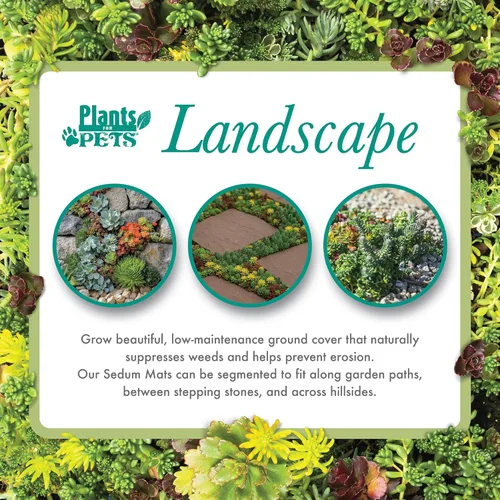 Miniatura 6 de Tapete Sedum de 10 pulgadas x 20 pulgadas, cultivo de piedra resistente no tóxico para paisajismo, suculentas vivas, plantas aptas para mascotas