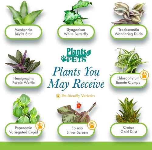 Miniatura 8 de Plantas de interior vivas fáciles de cultivar (paquete de 6), colección de lujo de plantas de interior purificadoras de aire, peperomia, plantas
