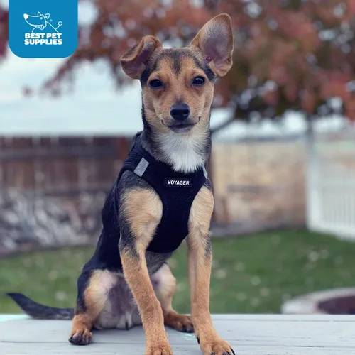 Miniatura 11 de Best Pet Supplies Voyager Step-in Air Arnés – Malla para todo clima, reflectante, arnés antitirones para perros y gatos, seguro con cierre de gancho