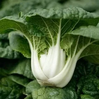 Miniatura 2 de Park Seed Variedad de semillas de vegetales Bok Choy (Pak Choi), semillas de plantas, fáciles de cultivar, perfectas para jardín de primavera, Joi