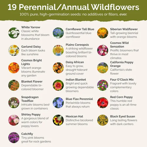 Miniatura 3 de Eden Brothers Semillas mixtas de flores silvestres de área seca para plantar, 1 libra, más de 480,000 semillas con cosmos, margarita africana, lino