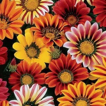 Park Seed Semillas de Gazania Sunshine Mix