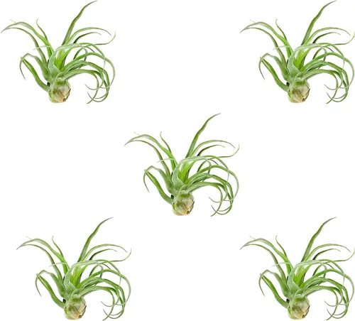 Miniatura 8 de ragnaroc Plantas de aire vivo – Tillandsia Curly Slim Jumbo – 1 unidad de 5 a 9 pulgadas – Ideal para regalos y regalos, plantas de interior vivas