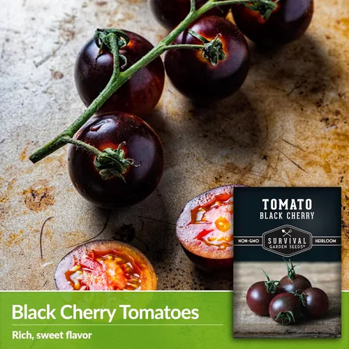 Miniatura 3 de Semillas de tomate cereza negra para plantar – Variedad indeterminada de reliquia sin OMG – Cultiva altos rendimientos de tamaño de morada profunda