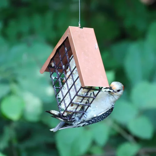 Miniatura 6 de Lyric Peanut Pieces - Pasteles de sebo de alta energía para aves silvestres, 12 onzas (paquete de 12)