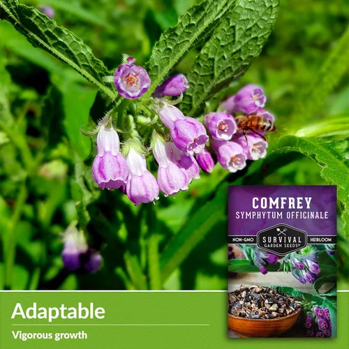 Miniatura 3 de Semillas de consuelda para plantar, Symphytum Officinale Hierba medicinal perenne para té de abono y cuidado de la piel natural, raíz resbaladiza