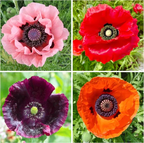 Más de 5000 semillas de flores de amapola mixtas para plantar al aire libre, flores vibrantes para el jardín del hogar, flores silvestres coloridas,