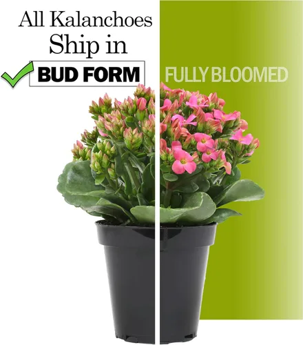 Miniatura 5 de Florist Kalanchoe Plantas suculentas vivas (paquete de 3), suculentas Katy en llamas, fácil cuidado de las plantas, aprox. 7 pulgadas de alto
