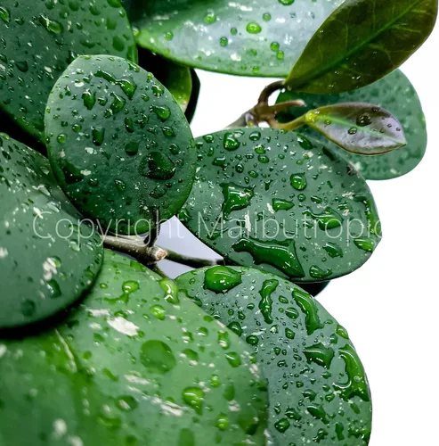 Miniatura 5 de Hoya Obovata Splash en maceta de 4" - Hojas redondas gruesas - Planta de interior Easycare