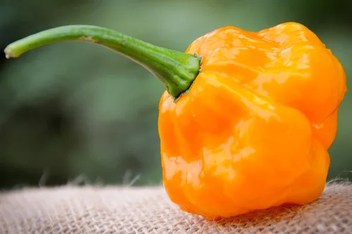Miniatura 2 de MOA Yellow Scotch Bonnet - Paquete de semillas prémium de pimiento picante + más