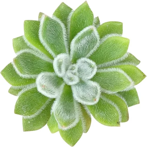 Miniatura 6 de Suculentas vivas Echeveria Elegans Bola de nieve mexicana de 4 pulgadas - Plantas suculentas vivas - Plantas suculentas raras vivas - Plantas Bola