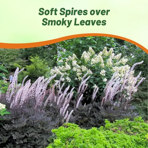 Miniatura 6 de Outsidepride Cimicifuga Ramosa Seeds - 200 unidades. Semillas perennes, resistentes y de bajo mantenimiento, semillas de flores para plantar follaje