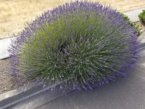Miniatura 6 de Plantas de lavanda, lavanda, (Lavender Provence)