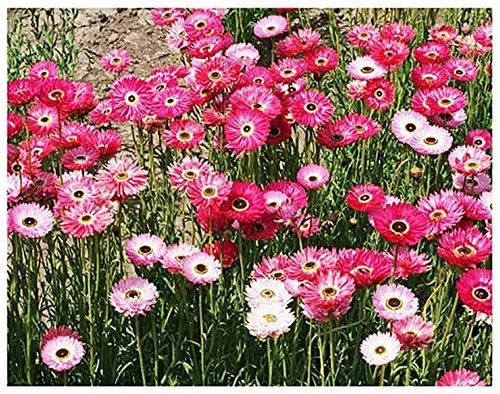 Semillas de Margarita de Papel - Helipterum Roseum - Aproximadamente 1000 Semillas