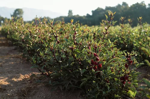 Miniatura 6 de Plant Good Seed Hibiscus sabdariffa/Jamaica/Red Roselle Semillas para plantar: Hierba culinaria y de té, cálices carnosos rojos - Paquete de 30