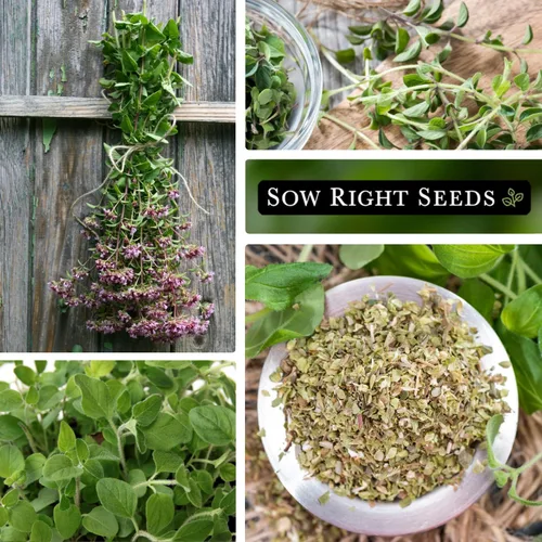 Miniatura 4 de Sow Right Seeds - Semilla de orégano para plantar - Reliquia sin OMG - Instrucciones para plantar y cultivar un jardín de hierbas de cocina