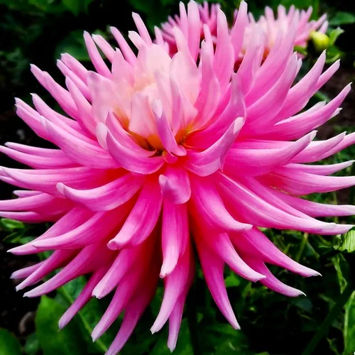 Miniatura 6 de Needle Cactus Dalia Seed Mix 50 semillas sin OMG para plantar
