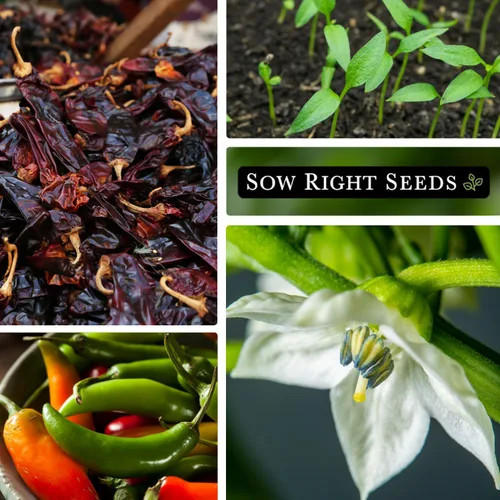 Miniatura 4 de Sow Right Seeds - Semilla de pimiento picante serrano para plantar - Instrucciones de paquete de reliquia sin OMG para plantar un huerto en el hogar