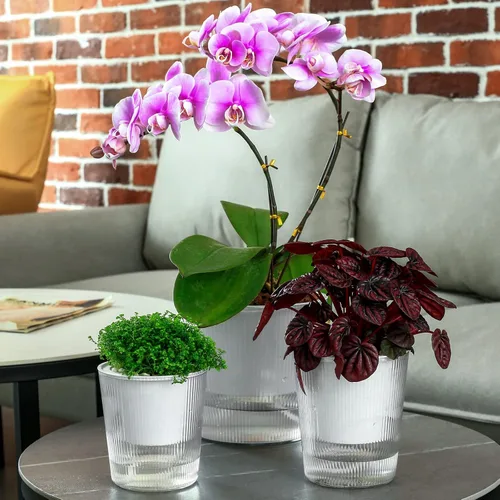 Miniatura 8 de Pack de 6 Macetas de 11.4 cm de Riego Automático y Transparentes para Plantas de Interior, Macetas de Plástico con Mecha para Orquídeas Medianas