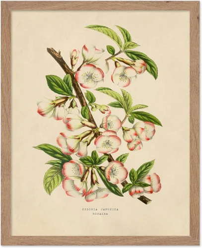 Miniatura 36 de Poster Master Póster Vintage de Plantas Cultivadas - Impresión Botánica Retro - Arte de Flores - Arte de Plantas - Regalo para Hombres y Mujeres