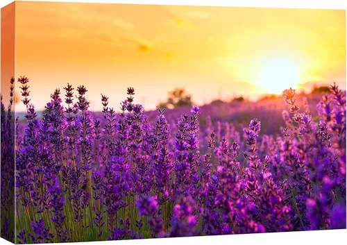 Miniatura 13 de SIGNFORD Lienzo impreso para pared, bosque brumoso, amanecer, bosques encantados y luz matutina, fotografía, realismo, decorativo, escénico