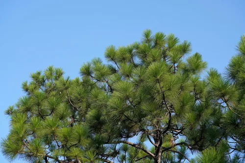 Miniatura 7 de 5 Pine Nut Italian Stone Pine Pinus Pinea Umbrella Evergreen Conifer Tree Seeds