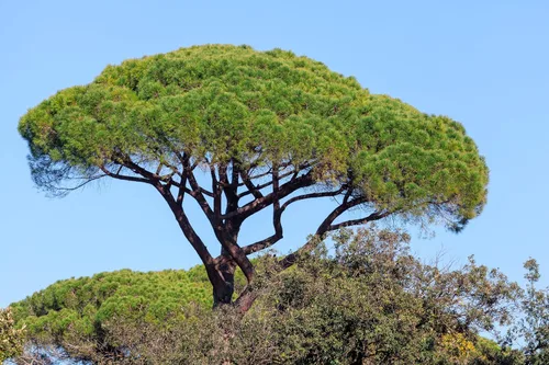 Miniatura 6 de 5 Pine Nut Italian Stone Pine Pinus Pinea Umbrella Evergreen Conifer Tree Seeds