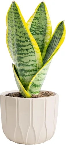 Miniatura 15 de Costa Farms - Planta de la serpiente viva de interior fácil de cultivar en maceta decorativa, elección del cultivador, regalo de inauguración