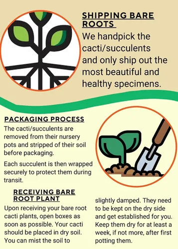 Miniatura 5 de Cactus de lirio de Pascua de 8 pulgadas, Echinopsis Subdenudata, totalmente enraizado, resistente y tolerante a la sequía, fácil de cultivar