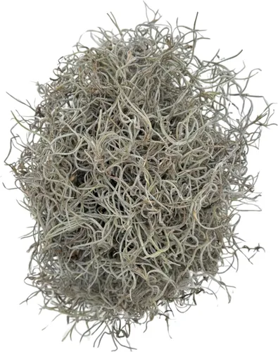 Miniatura 2 de Quality Growers - Mr. Big Fresh Spanish Moss (The Plumper Spanish Moss) - Manualidades, decoración del hogar, proyectos de arte, diseño y bricolaje