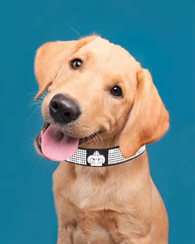 Miniatura 3 de Bling - Collar de perro para perros pequeños, medianos y grandes, collares de perro con corona de diamantes de imitación para perros hembra y macho