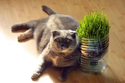 [Mai's Famiy] Mezcla de semillas de hierba de gato orgánica de 1 onza para plantar, una mezcla saludable de semillas de pasto de trigo orgánicas,