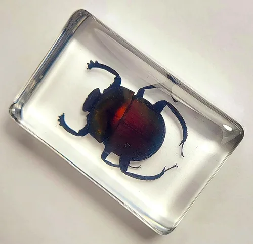 Miniatura 31 de Escarabajo británico Chafer de rosa real de 1.732 pulgadas en resina de lucita cristalina, muestra preservada de cetonia aurata, insectos