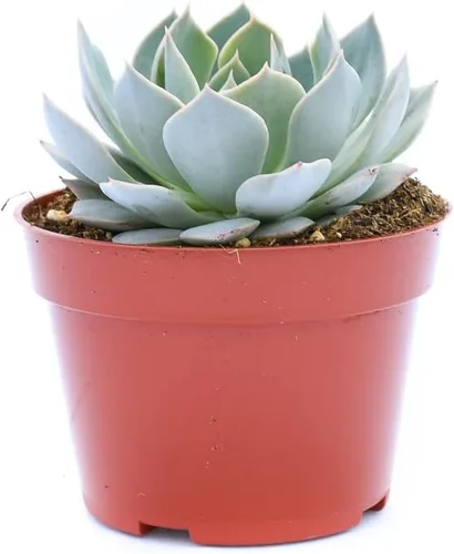 Miniatura 3 de Planta suculenta Echeveria viva - Suculenta Echeveria de 4 pulgadas (Echeveria Branco)