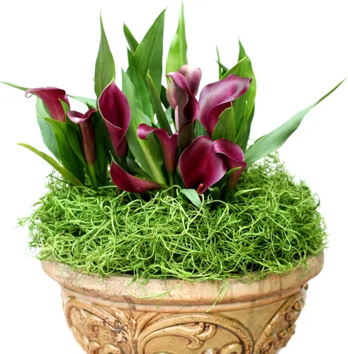 Miniatura 4 de SuperMoss (26903) Musgo español preservado – Musgo decorativo para manualidades, plantas en maceta, jardines de hadas, relleno de jarrón, arreglos