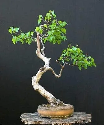 Bonsái - Semillas de abedul de papel blanco para plantar | Más de 100 semillas | Fabricado en Estados Unidos - Muy apreciado por bonsái, árbol de