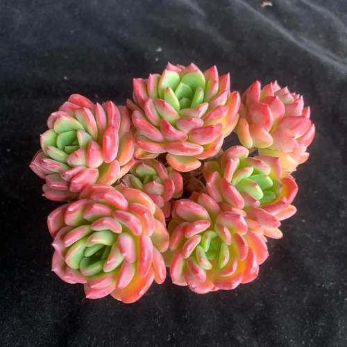 Miniatura 7 de Succulent Plants Live– Easy Care Bare Root Succulents for Indoor Outdoor Decor, Mini Live Plants for Home, Garden, Office, & Gift Ideas