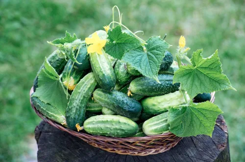 Miniatura 5 de Semillas Pepino Envy of The Neighbors F1 Hybrid Open-Polinated Vegetable for Planting Non-GMO - Tiempo de cosecha 40 días