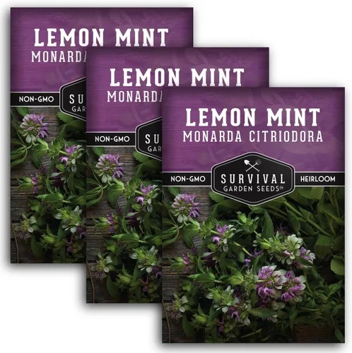 Miniatura 11 de Semillas de limón y menta para plantar (Monarda Citriodora) Bálsamo de abeja de limón/menta de caballo, hierbas medicinales y plantas de jardín