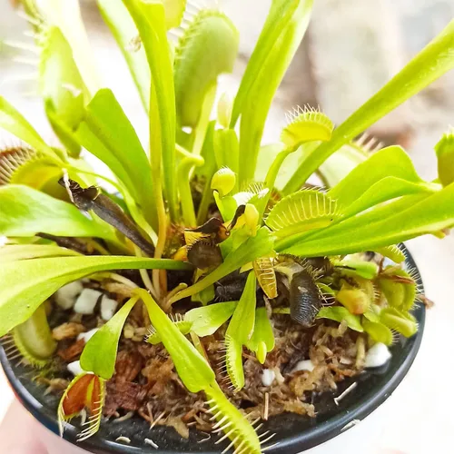 Miniatura 2 de Mezcla de Suelo para Plantas Carnívoras 8 Cuartos, Incluye Perlita y Restos de Musgo Sphagnum, Excelente Suelo para Macetas para Atrapamoscas Venus